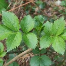 Sambucus nigra L.Sambucus nigra L.