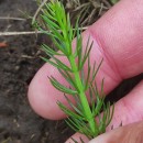 Trocdaris verticillatum (L.) Raf.Trocdaris verticillatum (L.) Raf.