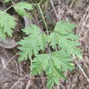 Physospermum cornubiense (L.) DC.Physospermum cornubiense (L.) DC.