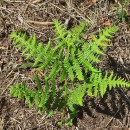 Pteridium aquilinum (L.) KuhnPteridium aquilinum (L.) Kuhn