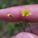 Lapsana communis L.Lapsana communis L.