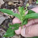 Mercurialis perennis L.Mercurialis perennis L.