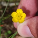 Ranunculus bulbosus  L.Ranunculus bulbosus  L.