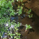 Callitriche stagnalis Scop.Callitriche stagnalis Scop.