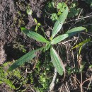 Plantago lanceolata L.Plantago lanceolata L.