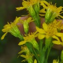 Solidago virgaurea L.Solidago virgaurea L.