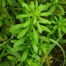 Galium aparine L.Galium aparine L.