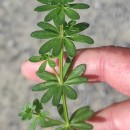 Galium mollugo L.Galium mollugo L.