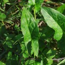 Arum italicum Mill.Arum italicum Mill.