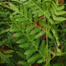 Osmunda regalis L.Osmunda regalis L.