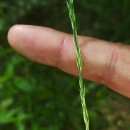 Molinia caerulea (L.) MoenchMolinia caerulea (L.) Moench