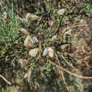 Cytisus oromediterraneus Rivas Mart., T.E. Díaz, Fern. Prieto, Loidi & PenasCytisus oromediterraneus Rivas Mart., T.E. Díaz, Fern. Prieto, Loidi & Penas