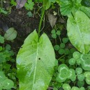 Rumex acetosa  L.Rumex acetosa  L.