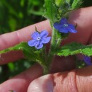 Pentaglottis sempervirens (L.) Tausch ex L.H. BaileyPentaglottis sempervirens (L.) Tausch ex L.H. Bailey
