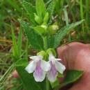 Melittis melissophyllum  L.Melittis melissophyllum  L.