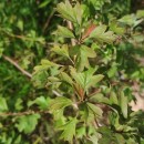 Crataegus monogyna Jacq.Crataegus monogyna Jacq.