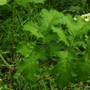 Heracleum sphondylium L. subsp. sphondyliumHeracleum sphondylium L. subsp. sphondylium