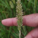 Koeleria pyramidata (Lam.) P. Beauv. subsp. arenaria (Dumort.) Quintanar & Castrov.Koeleria pyramidata (Lam.) P. Beauv. subsp. arenaria (Dumort.) Quintanar & Castrov.