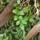 Vaccinium myrtillus L.Vaccinium myrtillus L.