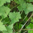 Bryonia dioica Jacq.Bryonia dioica Jacq.