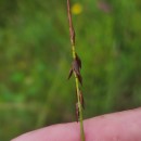 Carex pulicaris L.Carex pulicaris L.