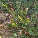 Scutellaria minor Huds.Scutellaria minor Huds.