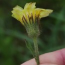 Andryala integrifolia L.Andryala integrifolia L.