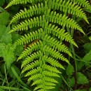 Athyrium filix-femina (L.) RothAthyrium filix-femina (L.) Roth