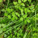 Angelica sylvestris L.Angelica sylvestris L.