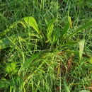 Plantago lanceolata L.Plantago lanceolata L.