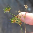 Juncus bulbosus L.Juncus bulbosus L.