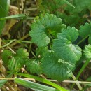 Glechoma hederacea L.Glechoma hederacea L.