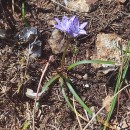 Scilla verna Huds. subsp. vernaScilla verna Huds. subsp. verna