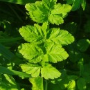 Erodium moschatum (L.) L’Her.Erodium moschatum (L.) L’Her.