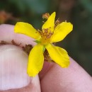 Hypericum perforatum L. subsp. angustifolium (DC.) A. Fröhl.Hypericum perforatum L. subsp. angustifolium (DC.) A. Fröhl.