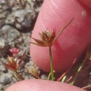 Juncus capitatus WeigelJuncus capitatus Weigel
