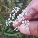 Trocdaris verticillatum (L.) Raf.Trocdaris verticillatum (L.) Raf.