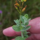 Hypericum elodes L.Hypericum elodes L.