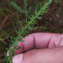 Genista berberidea LangeGenista berberidea Lange