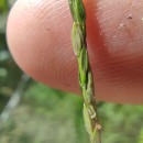 Digitaria sanguinalis (L.) Scop.Digitaria sanguinalis (L.) Scop.