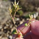 Cerastium glomeratum Thuill.Cerastium glomeratum Thuill.