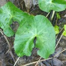 Caltha palustris L.Caltha palustris L.