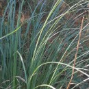 Cortaderia selloana (Schult. & Schult. fil) Asch. & Graebn.Cortaderia selloana (Schult. & Schult. fil) Asch. & Graebn.