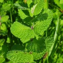 Mentha suaveolens Ehrh.Mentha suaveolens Ehrh.