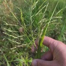 Panicum dichotomiflorum Michx.Panicum dichotomiflorum Michx.