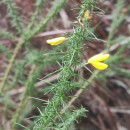 Ulex gallii Panch. subsp. breoganii (Castrov. & Valdés Berm.) Rivas Mart., T.E. Díaz, Fern. Prieto, Loidi & PenasUlex gallii Panch. subsp. breoganii (Castrov. & Valdés Berm.) Rivas Mart., T.E. Díaz, Fern. Prieto, Loidi & Penas