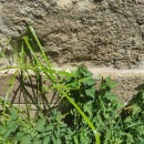 Cyperus alternifolius L. subsp. flabelliformis Kük.Cyperus alternifolius L. subsp. flabelliformis Kük.