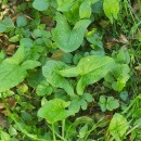 Arum italicum Mill.Arum italicum Mill.