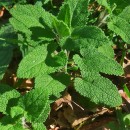 Teucrium scorodonia L.Teucrium scorodonia L.