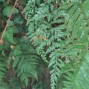 Asplenium onopteris L.Asplenium onopteris L.